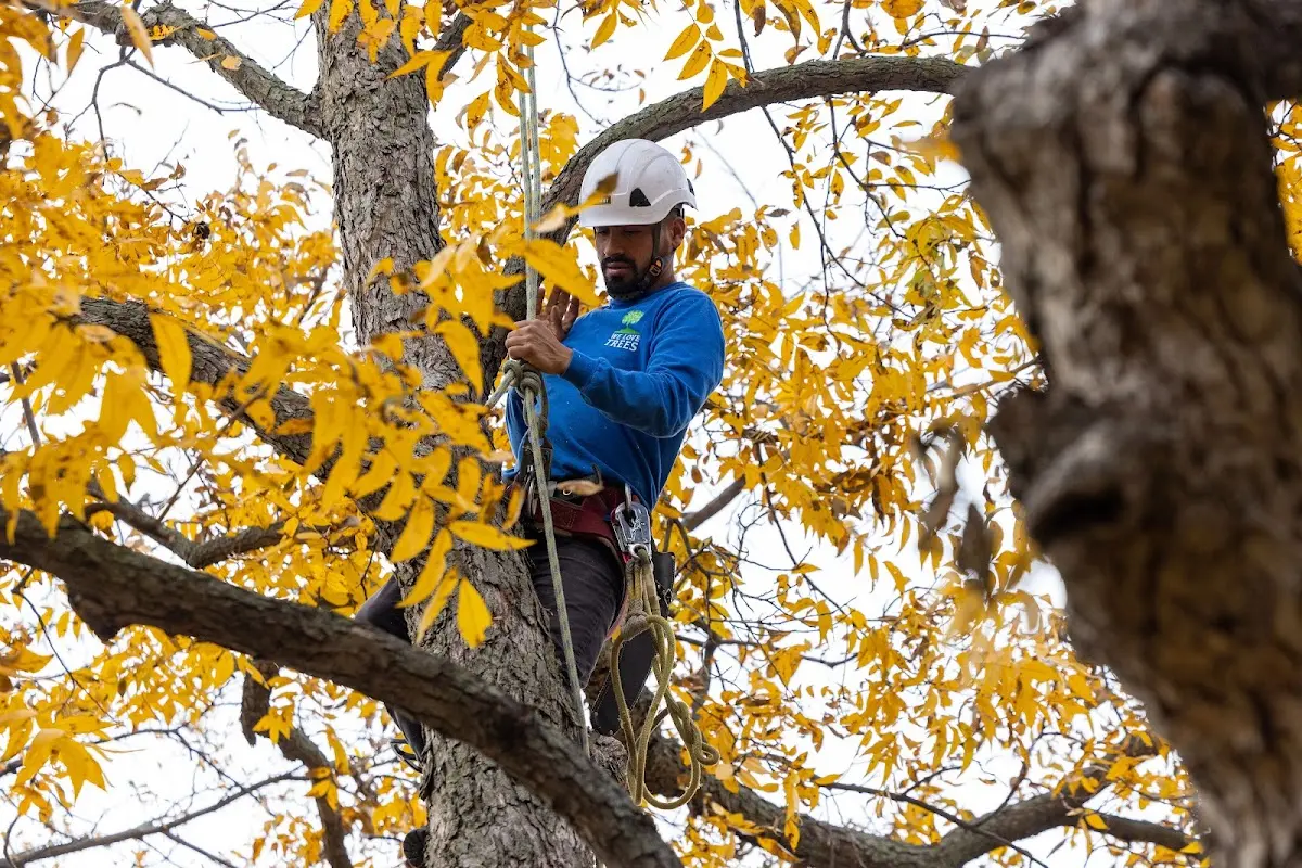 Skilled Tree Pruning crew working in Marble Hill